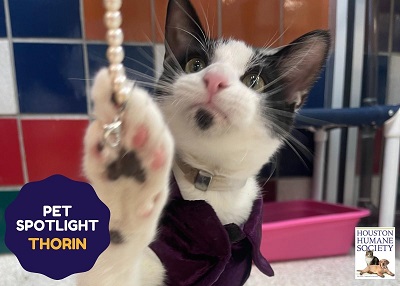 Houston Humane Society | Thorin