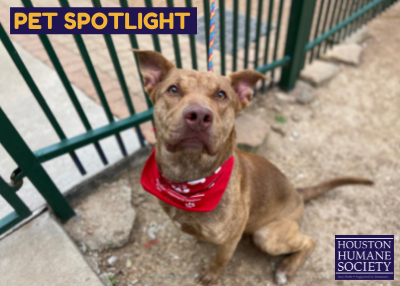 Houston Humane Society | Rosie