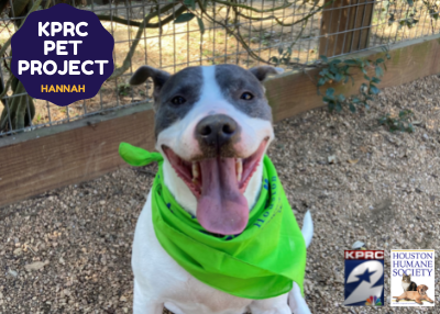 Houston Humane Society | Hannah