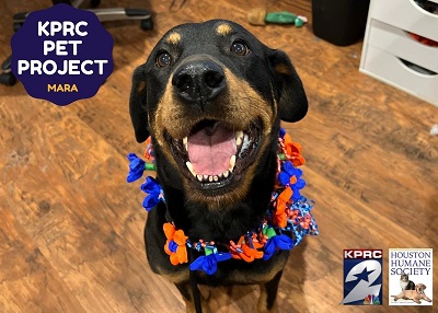 Houston Humane Society | Mara
