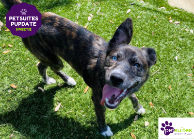 Houston Humane Society | PetSuites Pup-dates: Sweetie’s Journey