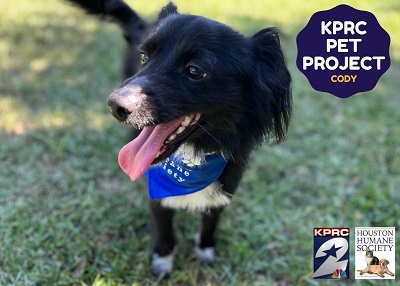 Houston Humane Society | Cody