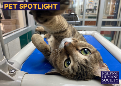 Houston Humane Society | Wally