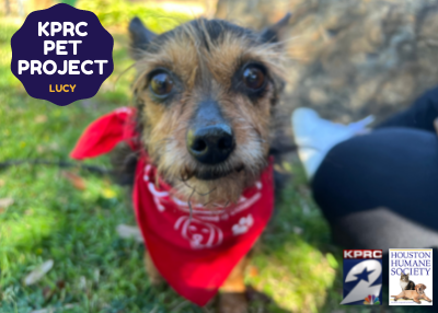 Houston Humane Society | Lucy