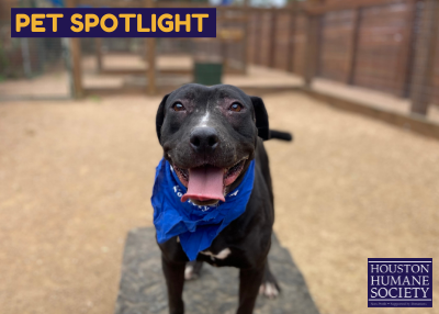 Houston Humane Society | Nina