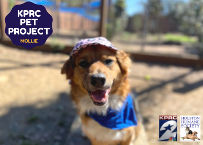 Houston Humane Society | Mollie