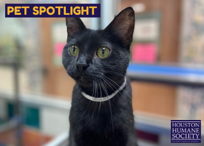 Houston Humane Society | Leeland