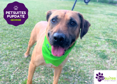 Houston Humane Society | PetSuites Pup-dates: Georgie’s Journey