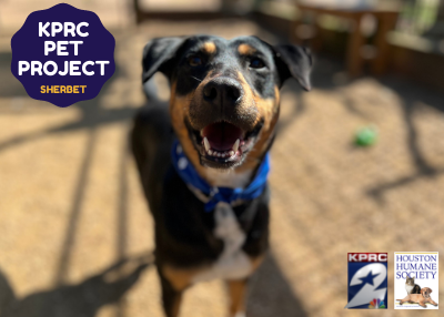 Houston Humane Society | Sherbet