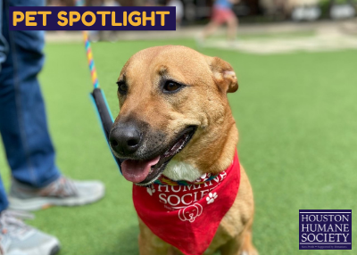 Houston Humane Society | Cassiopeia