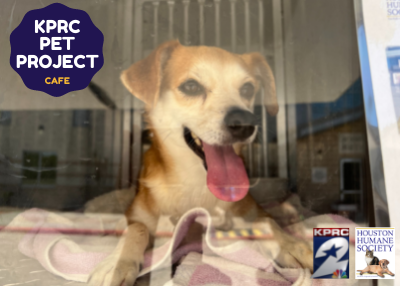 Houston Humane Society | Cafe
