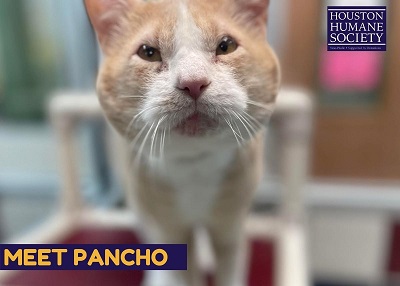 Houston Humane Society | Pancho