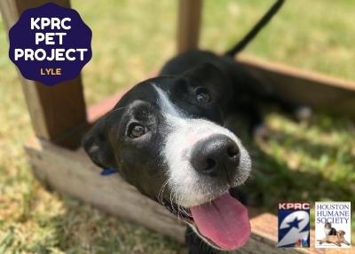 Houston Humane Society | Lyle