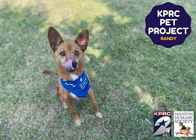 Houston Humane Society | Randy