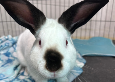 Houston Humane Society | Blue Bell's Happy Tail