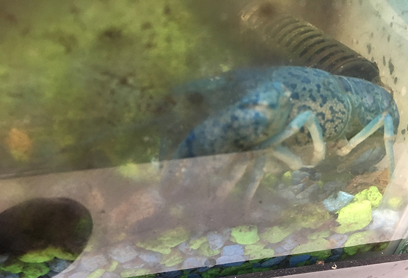 blue-crawfish-stuck-in-a-filthy-tank-with-no-wate