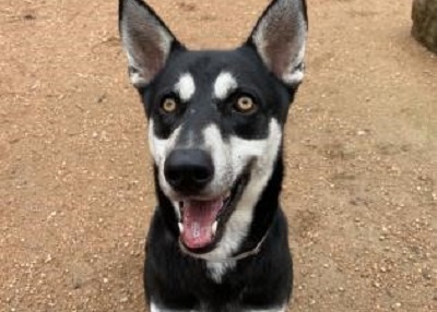 Houston Humane Society | Bobby