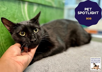 Houston Humane Society | Bob
