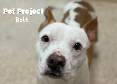 Houston Humane Society | Bolt