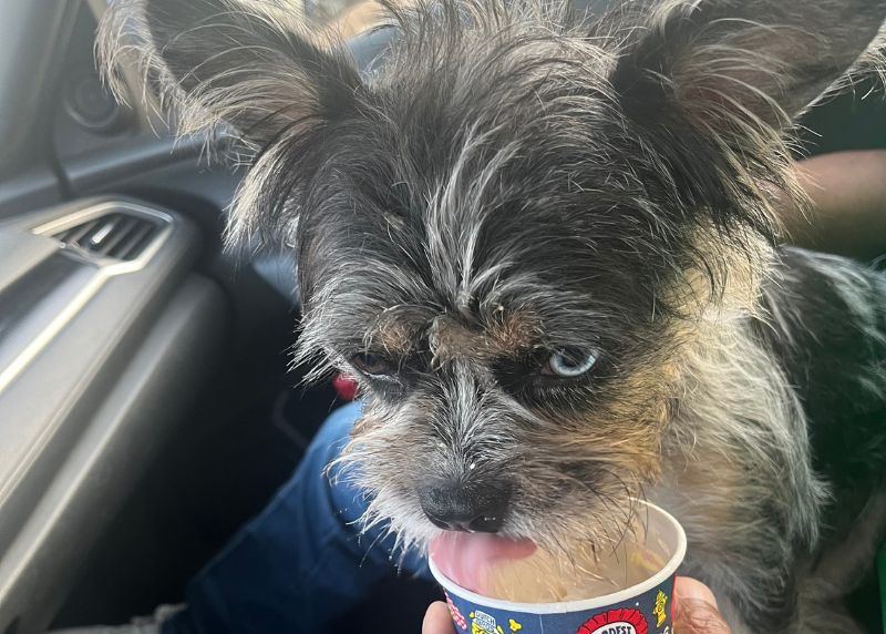 Houston Humane Society | Bonita’s Happy Tail
