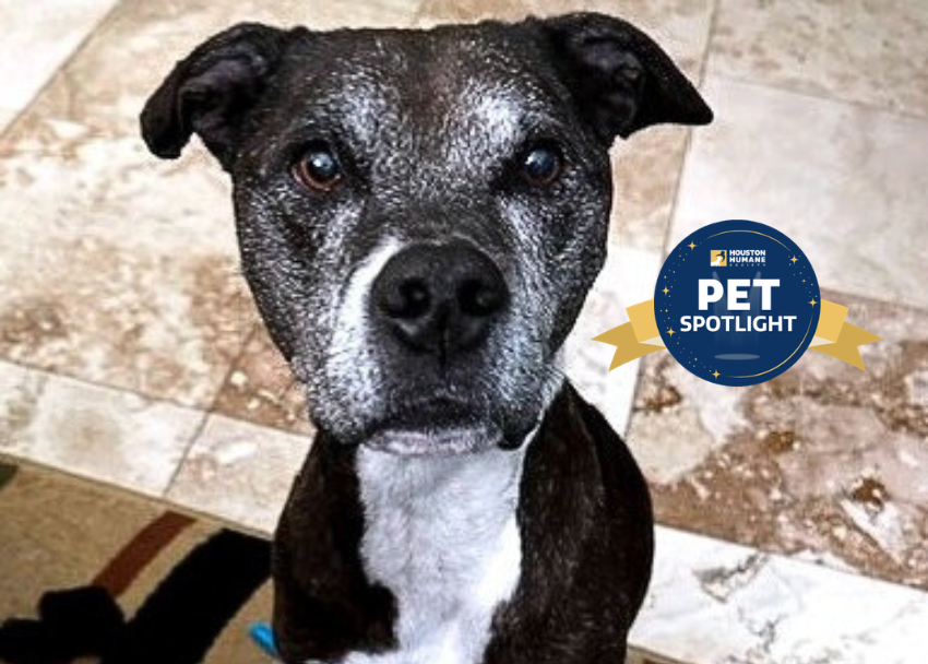 Houston Humane Society | Bonnie Mabel