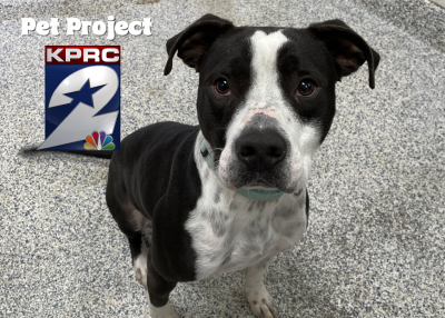 Houston Humane Society | Boom