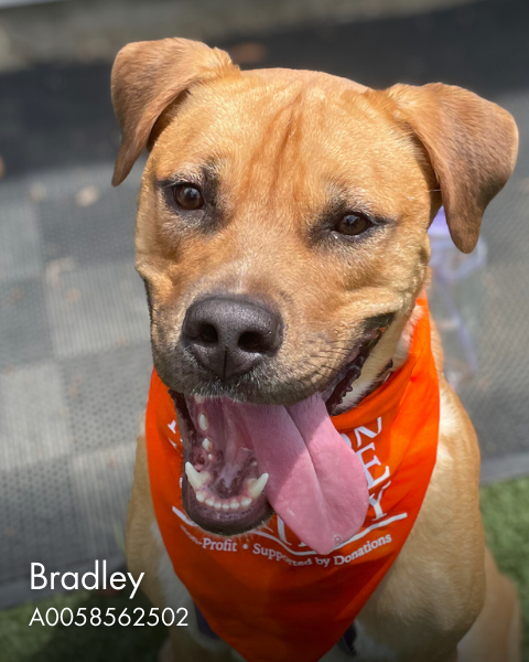 bradley-name-and-id-close-up