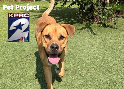 Houston Humane Society | Bradley