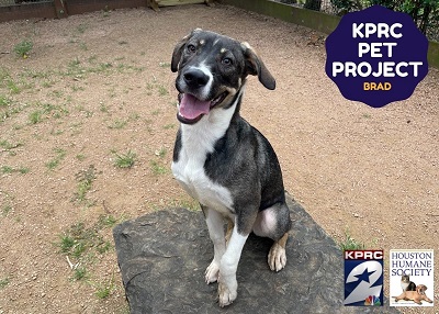 Houston Humane Society | Brad
