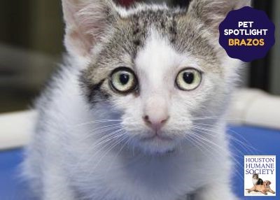 Houston Humane Society | Brazos