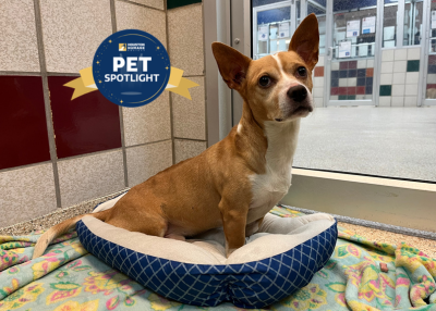 Houston Humane Society | Brian