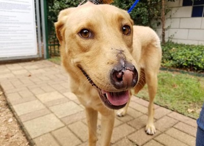 Houston Humane Society | Brownie