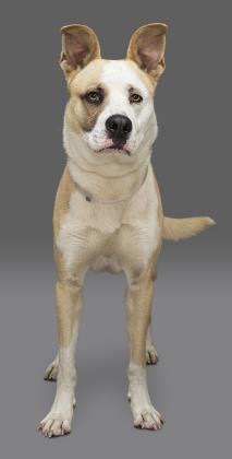 bruno-1