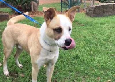 Houston Humane Society | Bruno