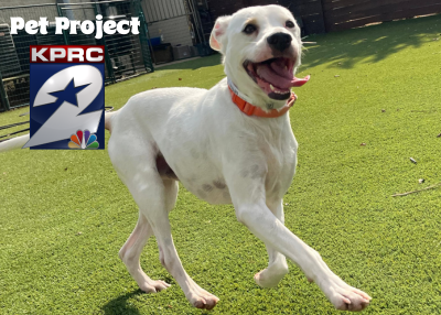 Houston Humane Society | Bubbles