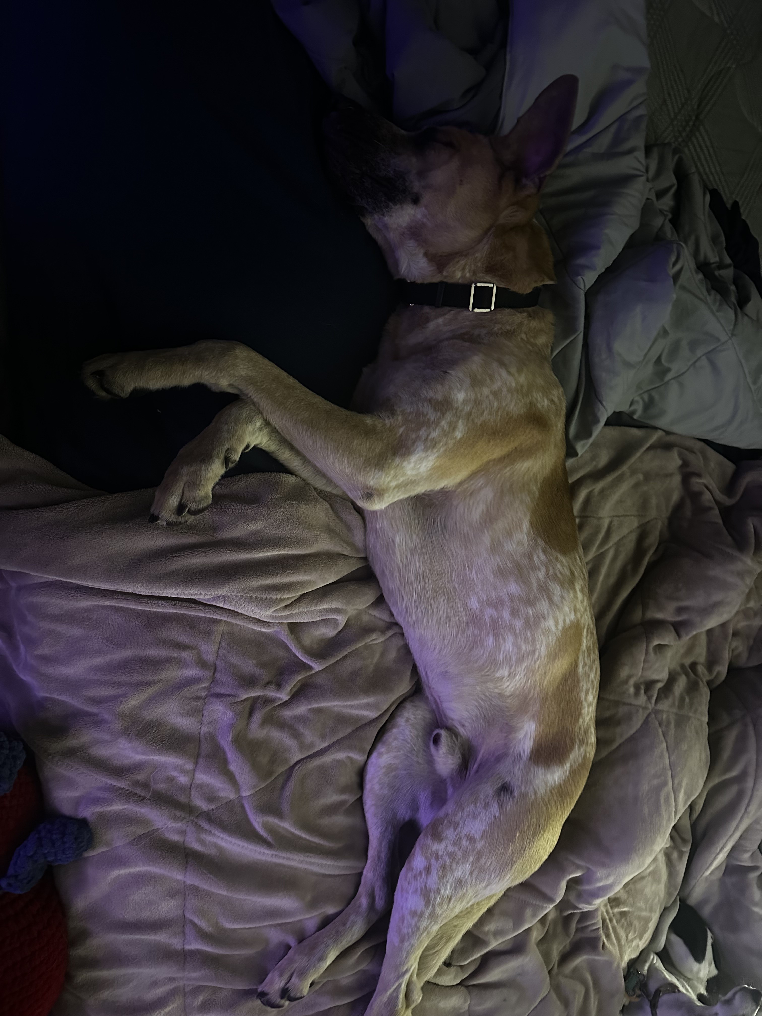 buddy-happy-tails-1(1)