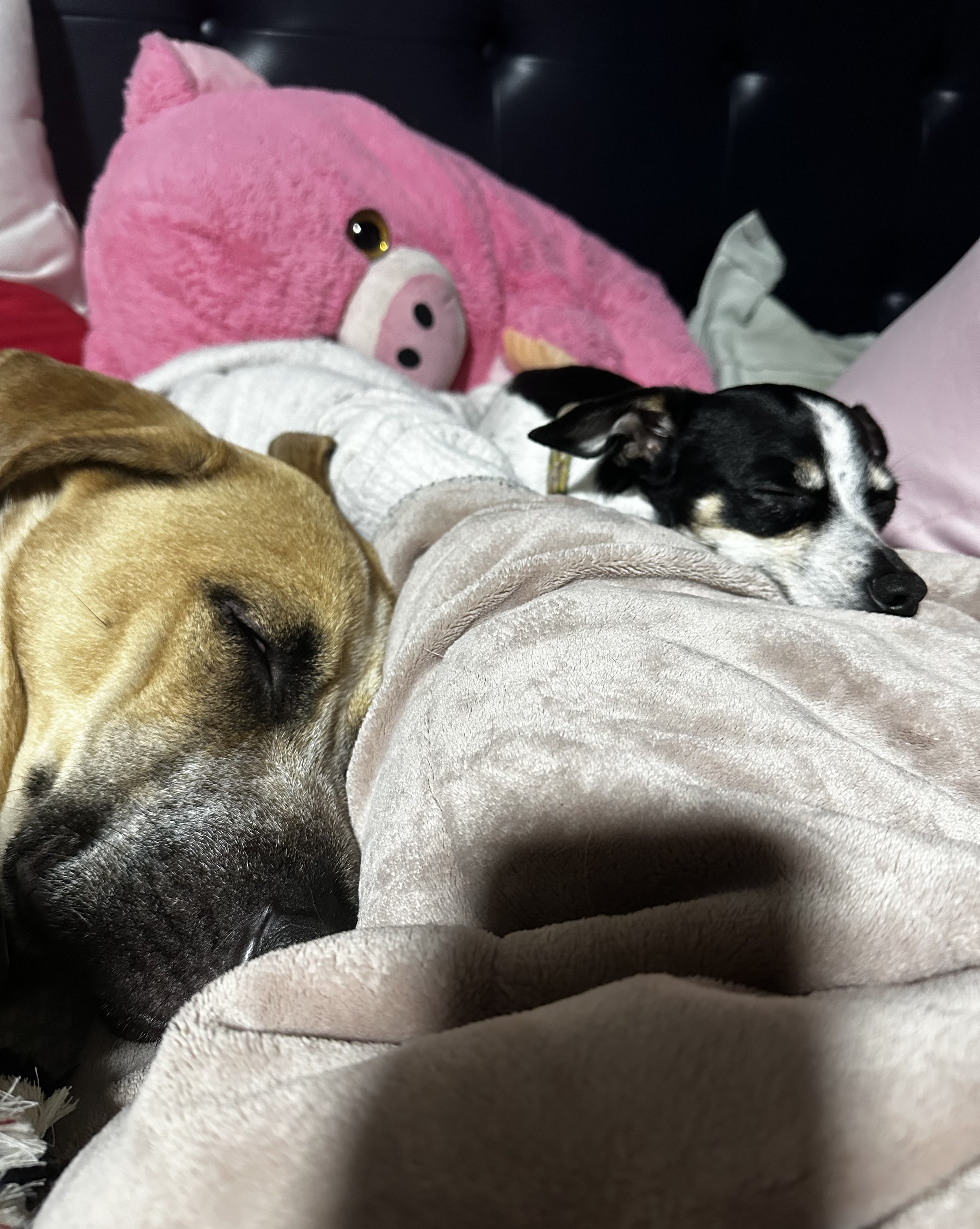 buddy-happy-tails-2(1)
