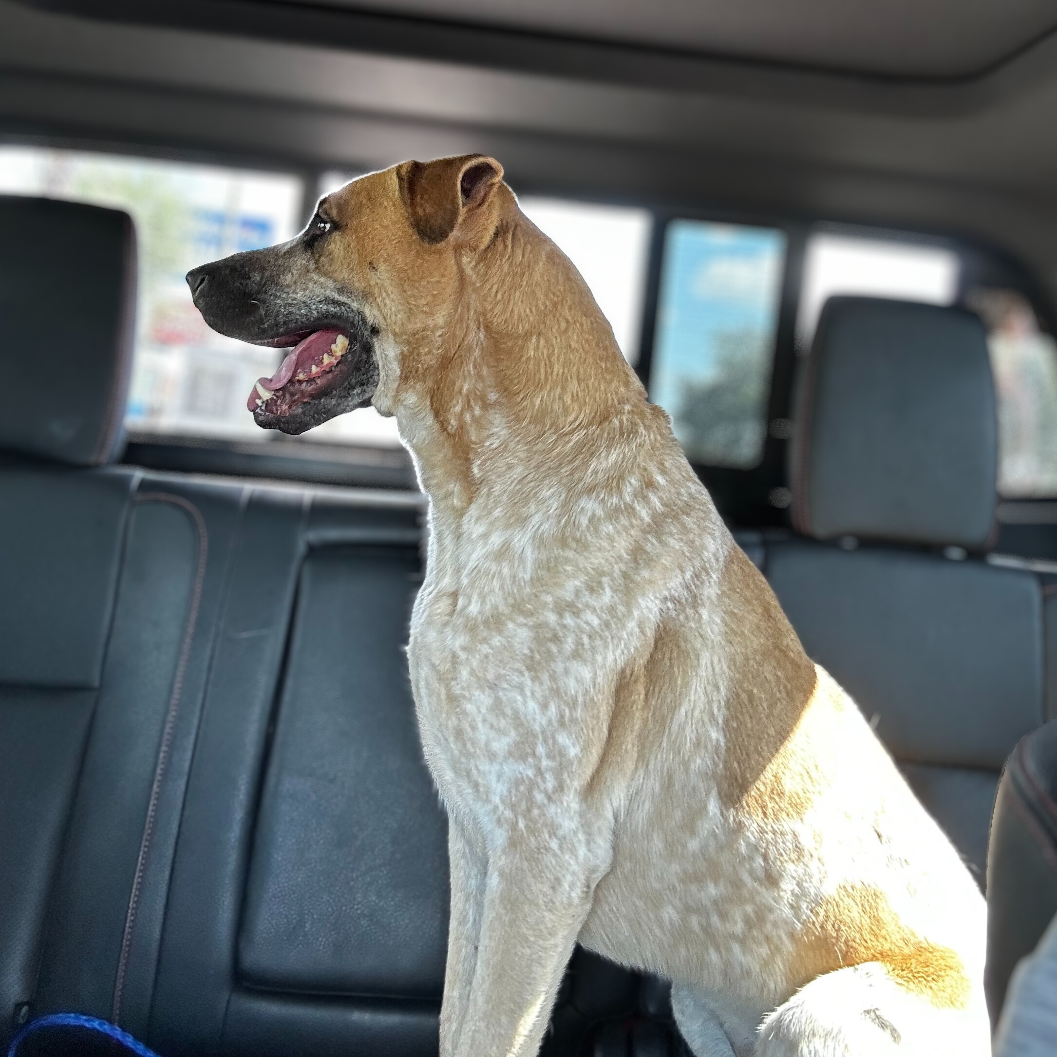 buddy-happy-tails-4(1)