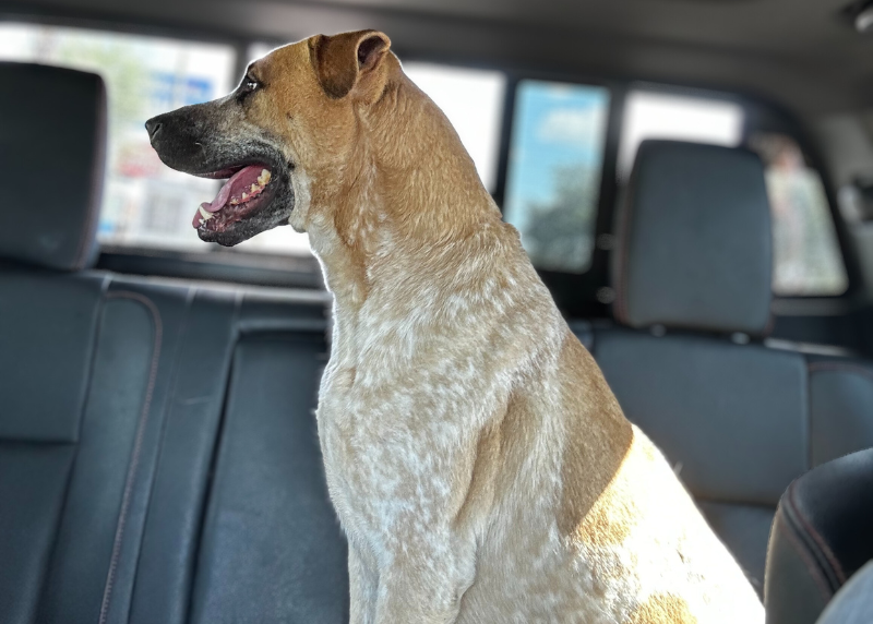 Houston Humane Society | Buddy's Happy Tail