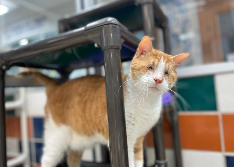 Houston Humane Society | Bunny’s Happy Tail