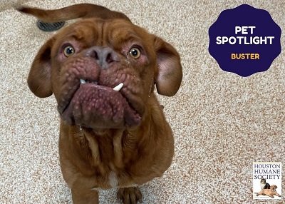 Houston Humane Society | Buster