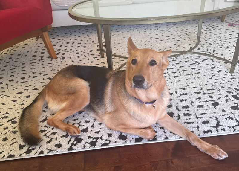 Houston Humane Society | Caitlyn’s Happy Tail