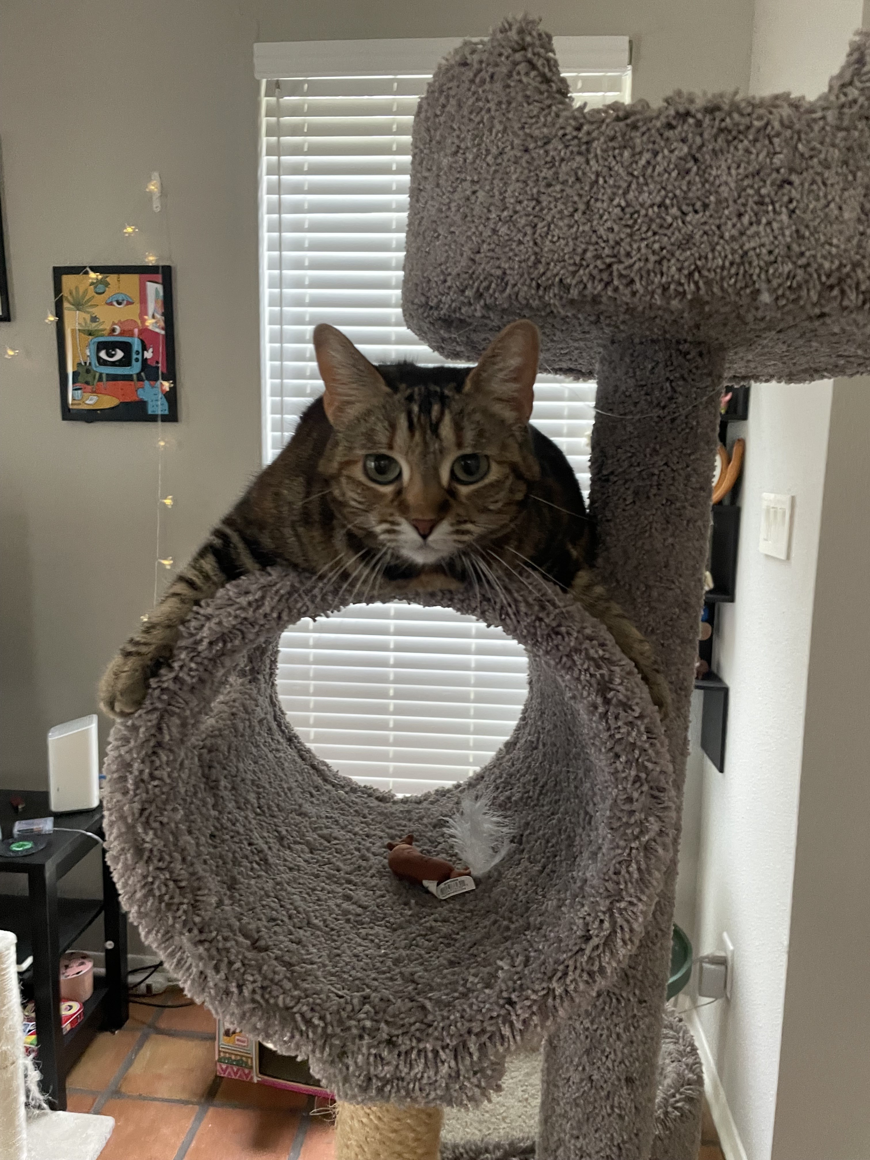 calliope-happy-tail-1