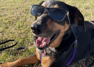 Houston Humane Society | Happy Tail Camo