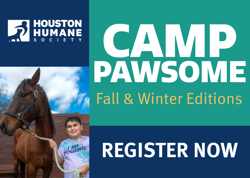 Houston Humane Society | Camp Pawsome: Winter Session 1