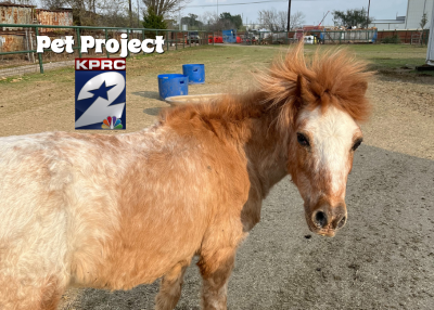 Houston Humane Society | Caramel