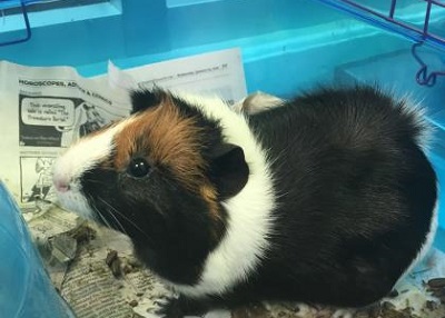 Houston Humane Society | Cardi