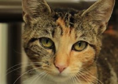 Houston Humane Society | Butter