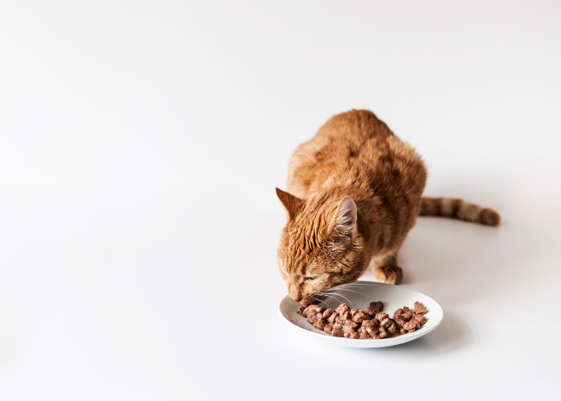 Houston Humane Society | With Pet Food Costs Rising, Houston Humane Society Calls for Community Support