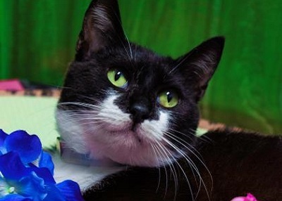 Houston Humane Society | Hazel